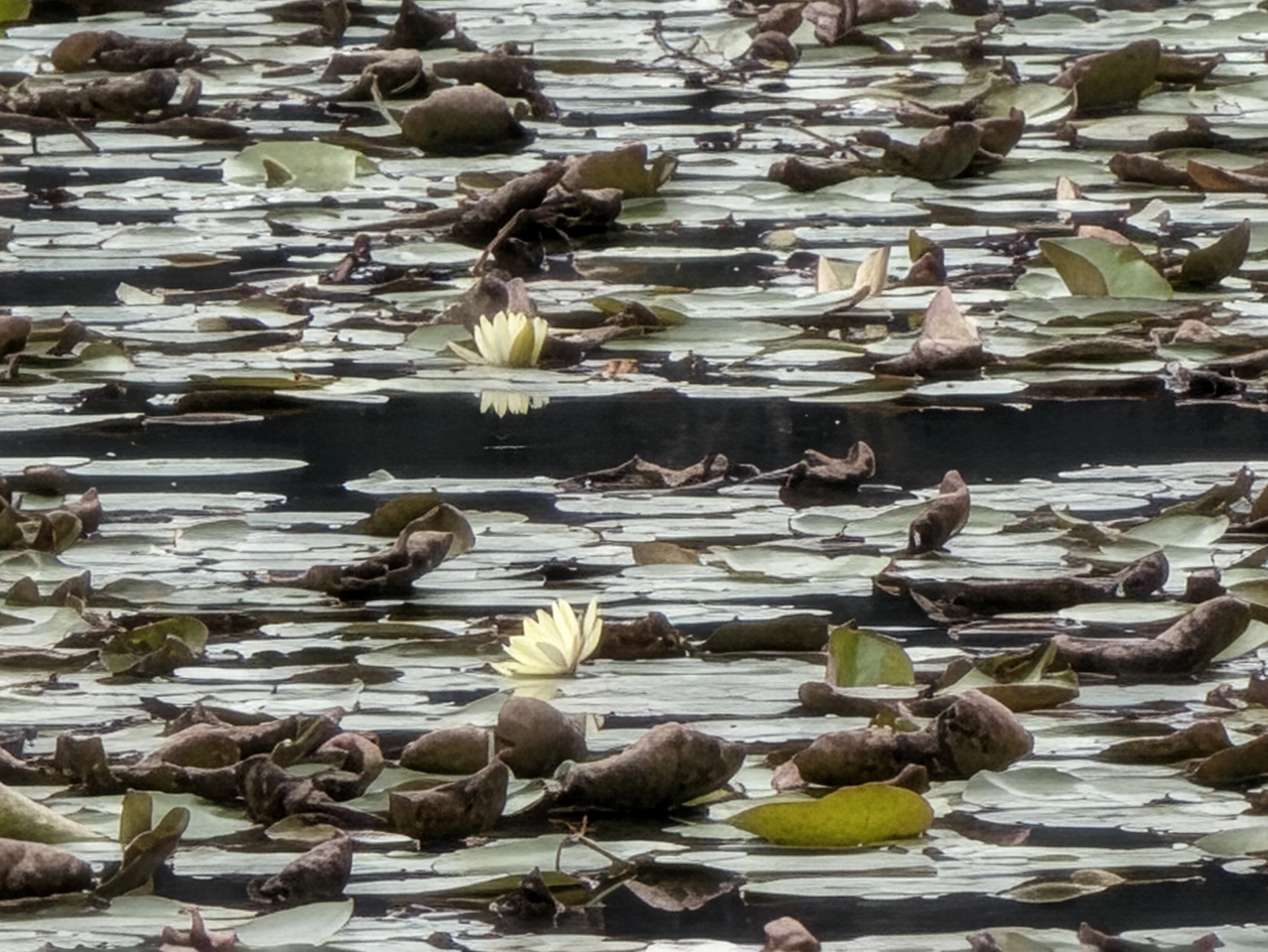 みそぎ池の睡蓮の花（現地にて撮影）