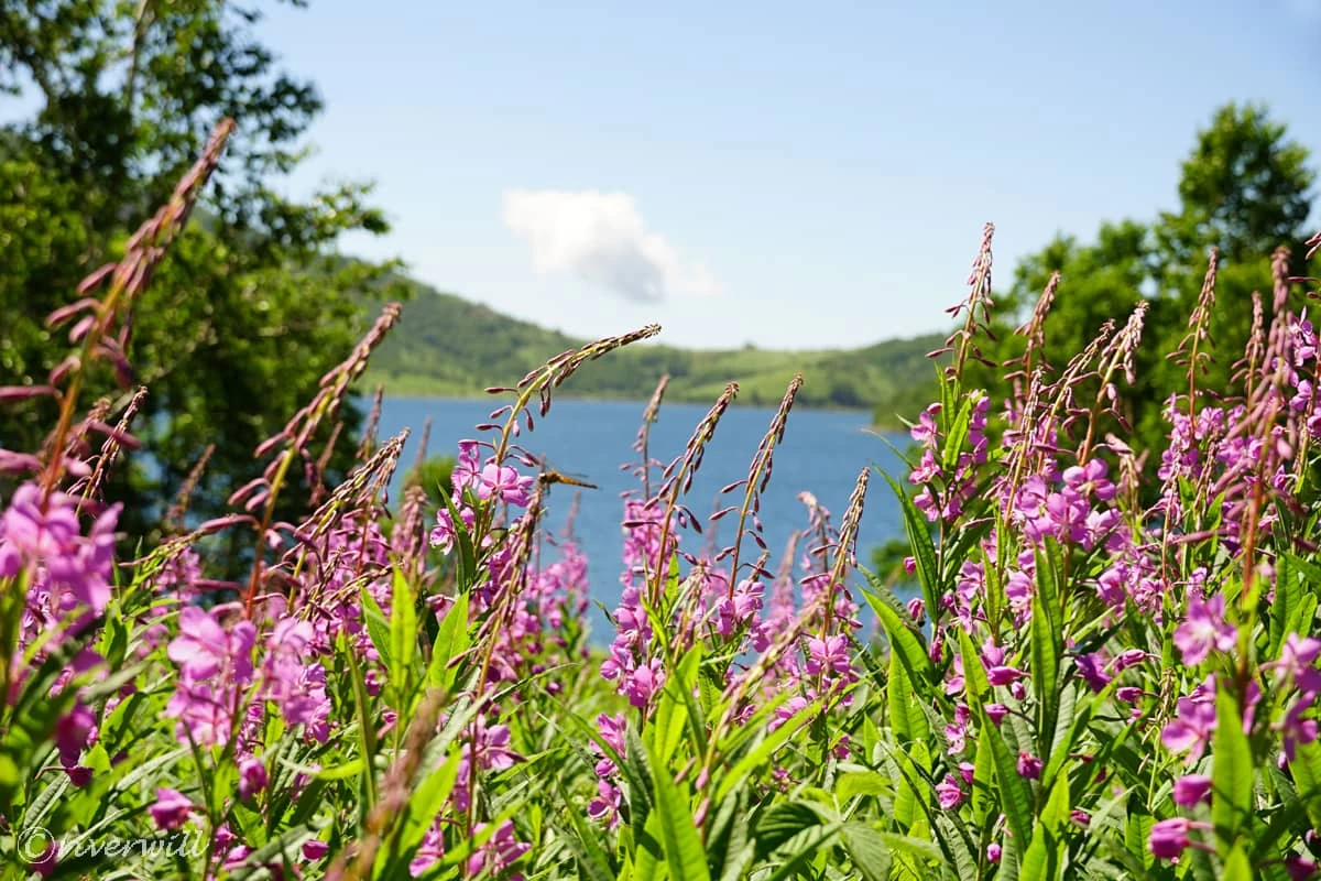 高山植物のヤナギラン